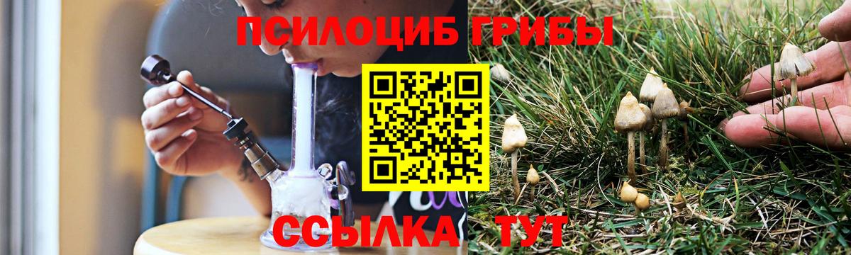 Галлюциногенные грибы Psilocybine cubensis Шелехов